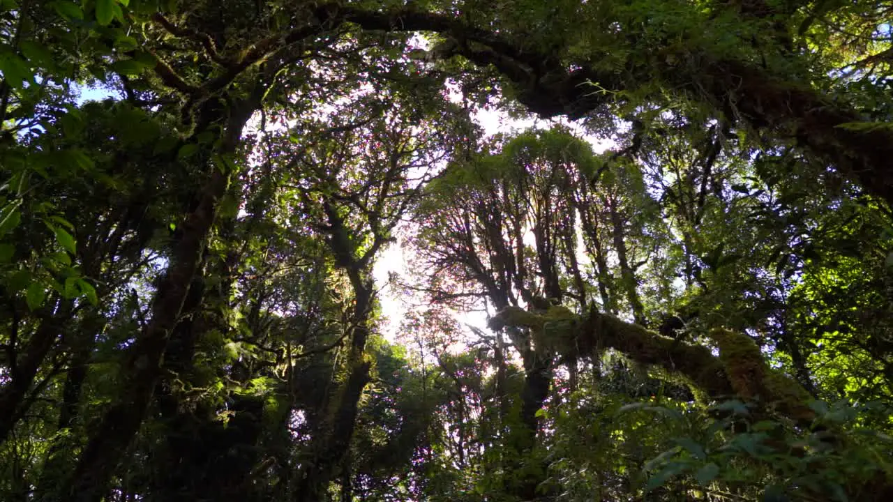 Stunning view of top of rain forest with sunlight flooding in slow motion