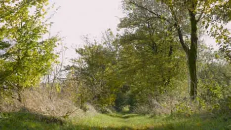 Tracking Shot Along a Rural Countryside Path