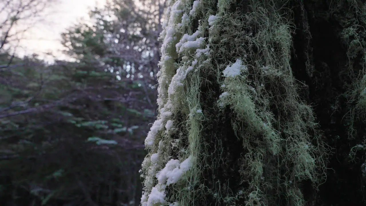 Snow over an ancient tree full of green hairs at dawn in the forest with light snow