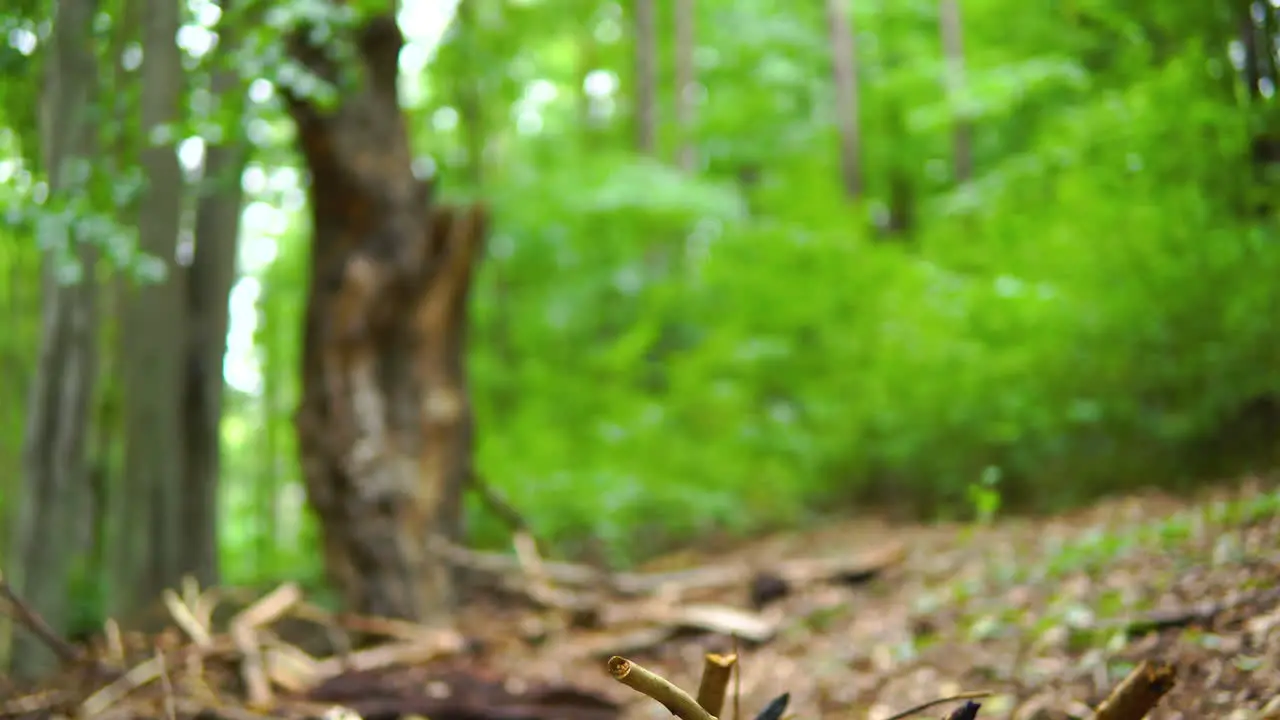 Broken and burnt branches on the ground in the forest destroyed tree elements in their natural environment