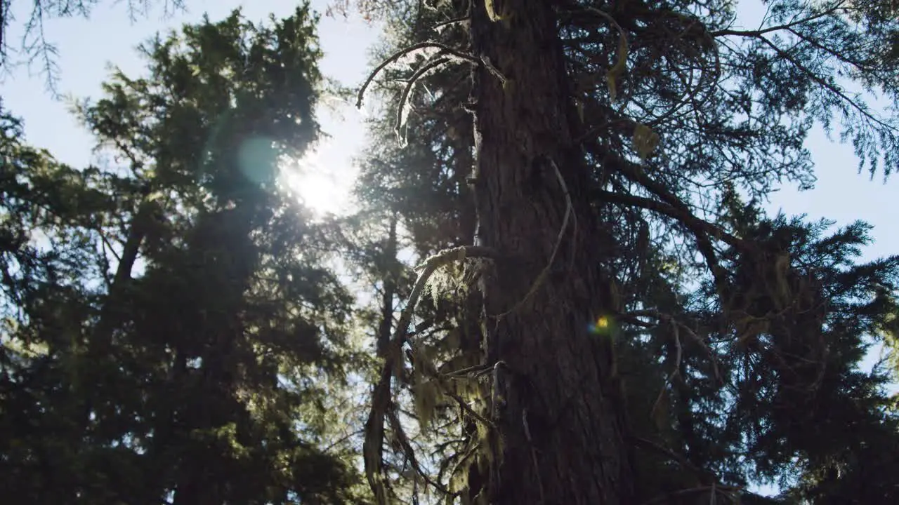 Sun flare in a dense mossy forest