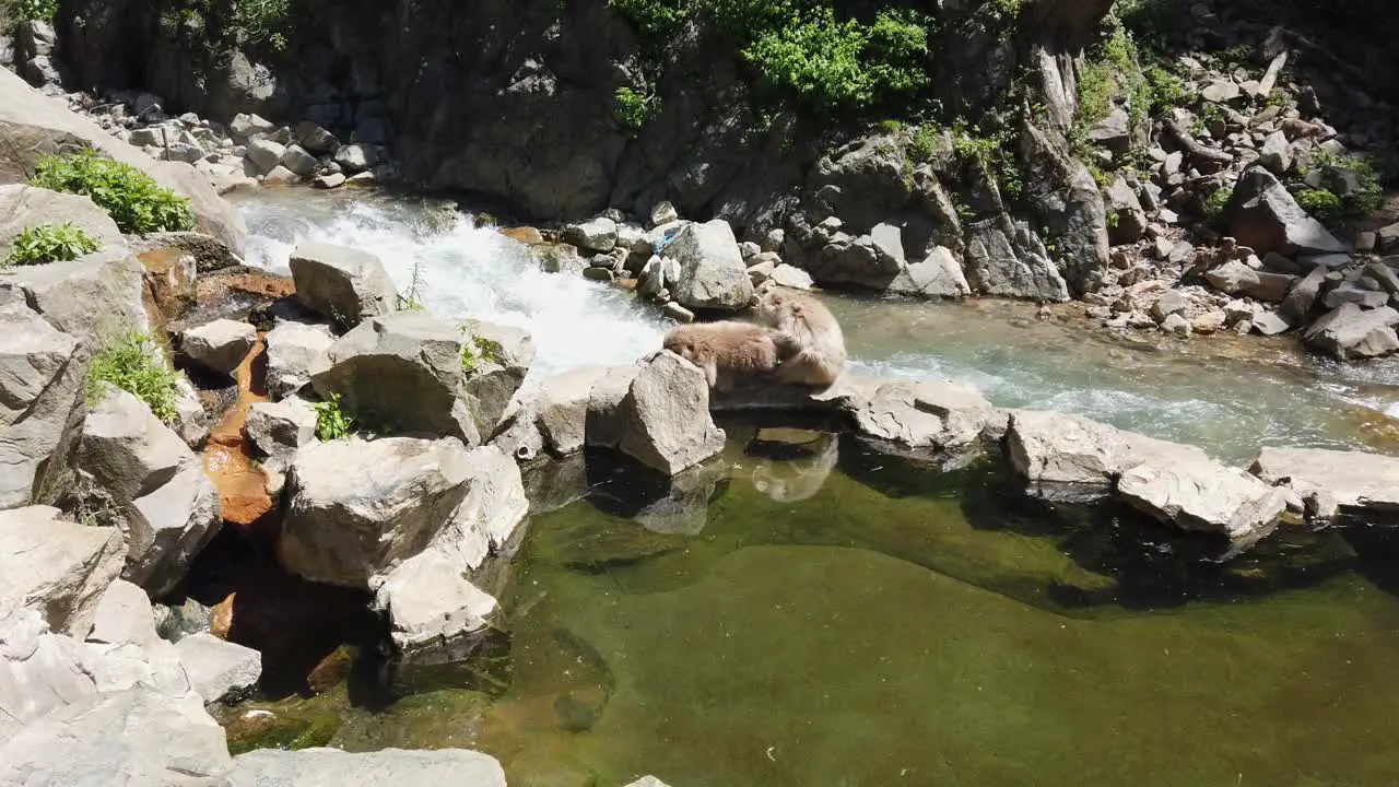 Japanese snow monkeys family in the mountains of Nagano care for their fur in the may sun with a river in background