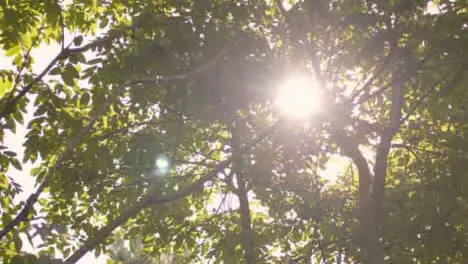 Low Angle Shot Looking Up at Sun Bursting Through Leaves