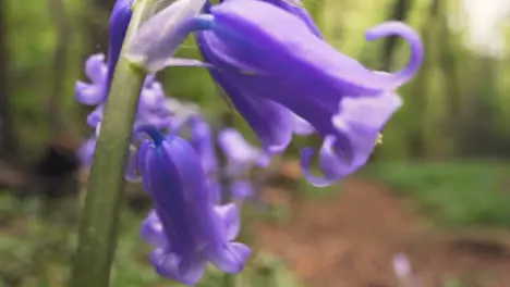 Close Up Of Woodland With Bluebells Growing In UK Woodland Countryside 10