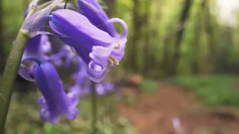 Close Up Of Woodland With Bluebells Growing In UK Woodland Countryside 9