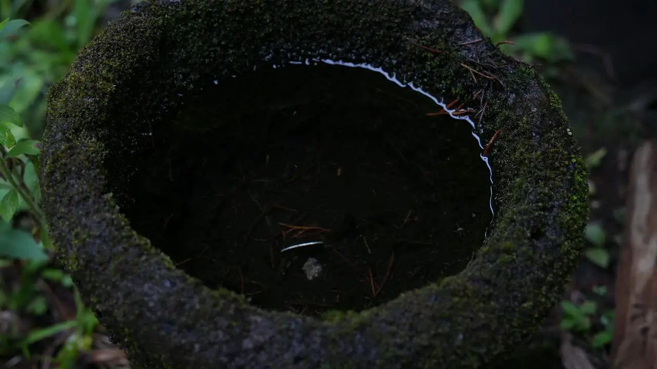 bird fountain with moss water ripples