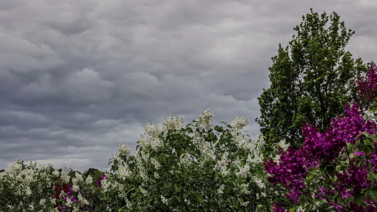 Beautiful White And Purple Lilac Flowers Blowing In The Wind Under Cloudy Sky