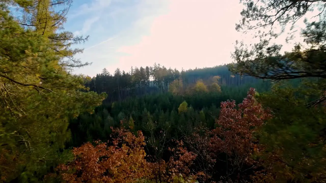 Drone shot of trees with dominant yellow leaves in autumn