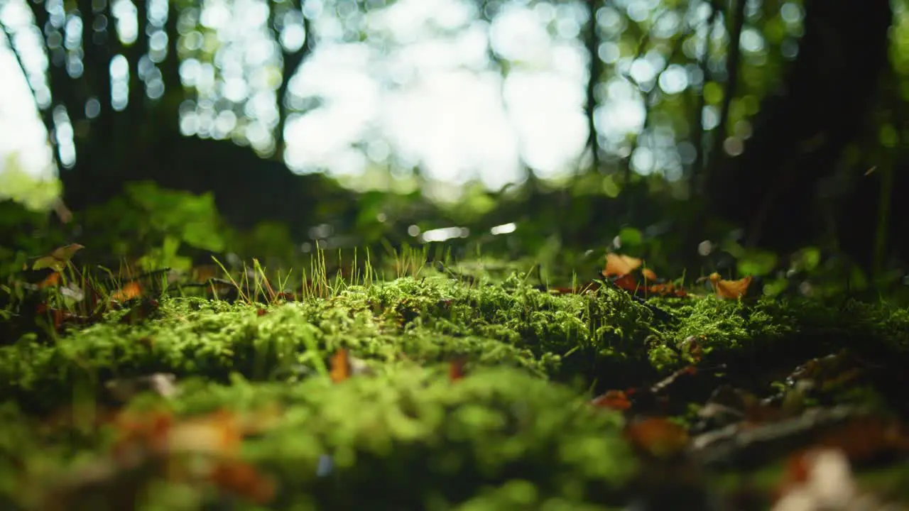 4K cinematic macro shot of green moss on the ground of a forest in the middle of a sunny day