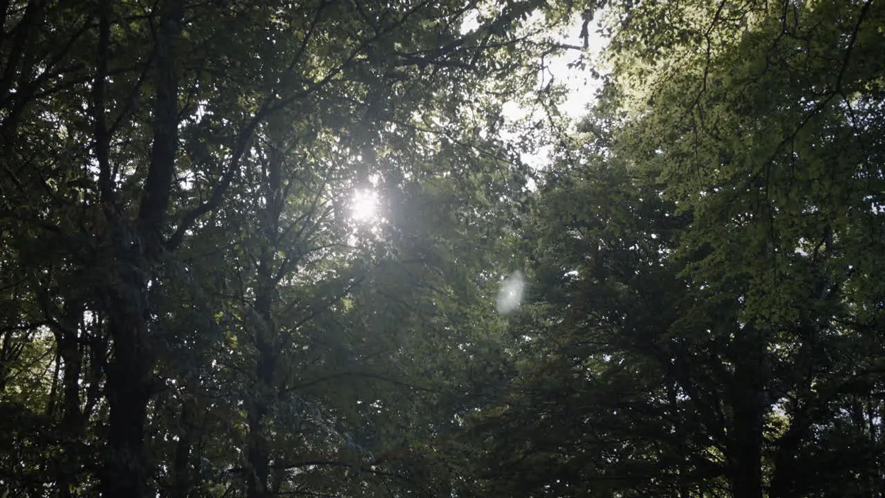 Camera tracking under the trees pointed towards the branches sun at some points shines through the trees