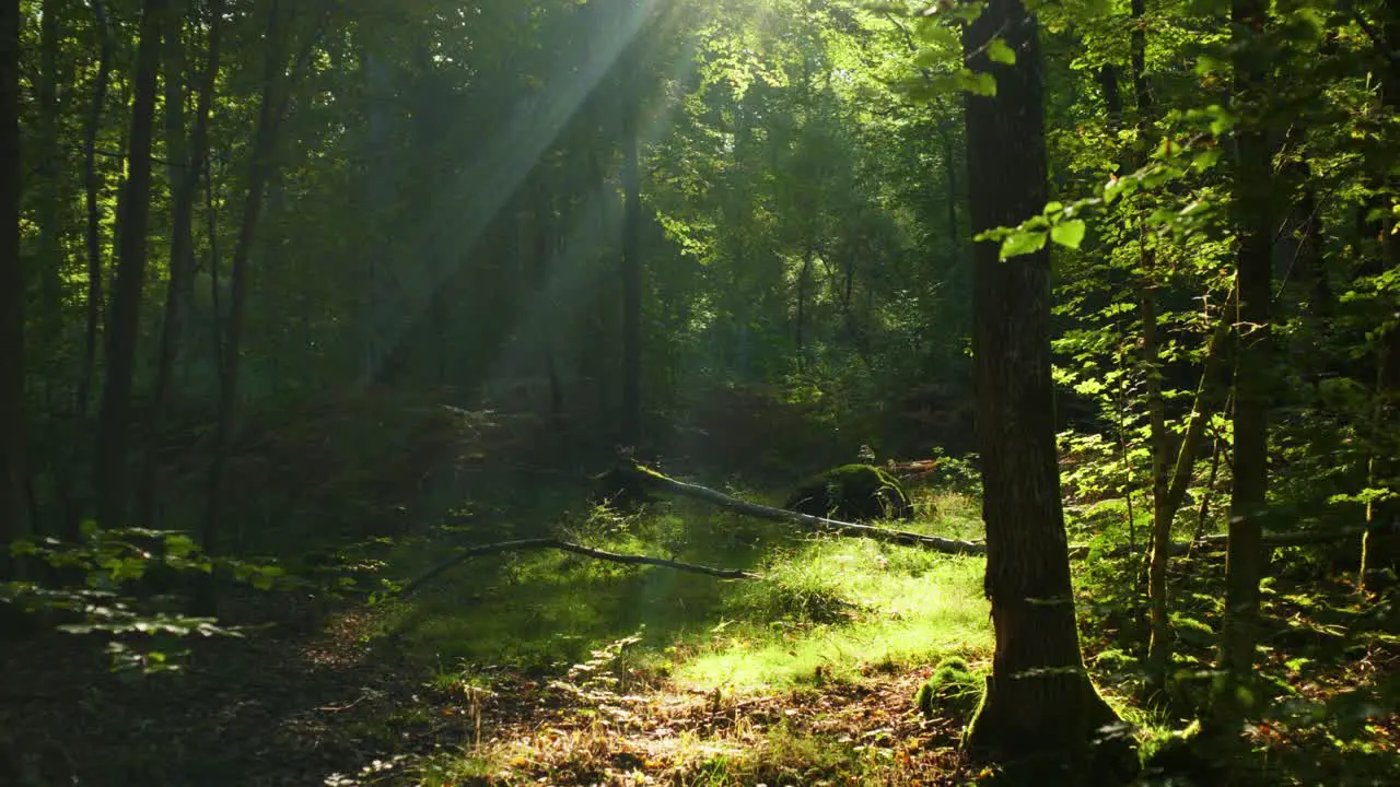 4K still footage of a landscape in a forest in dim light against the sunlight