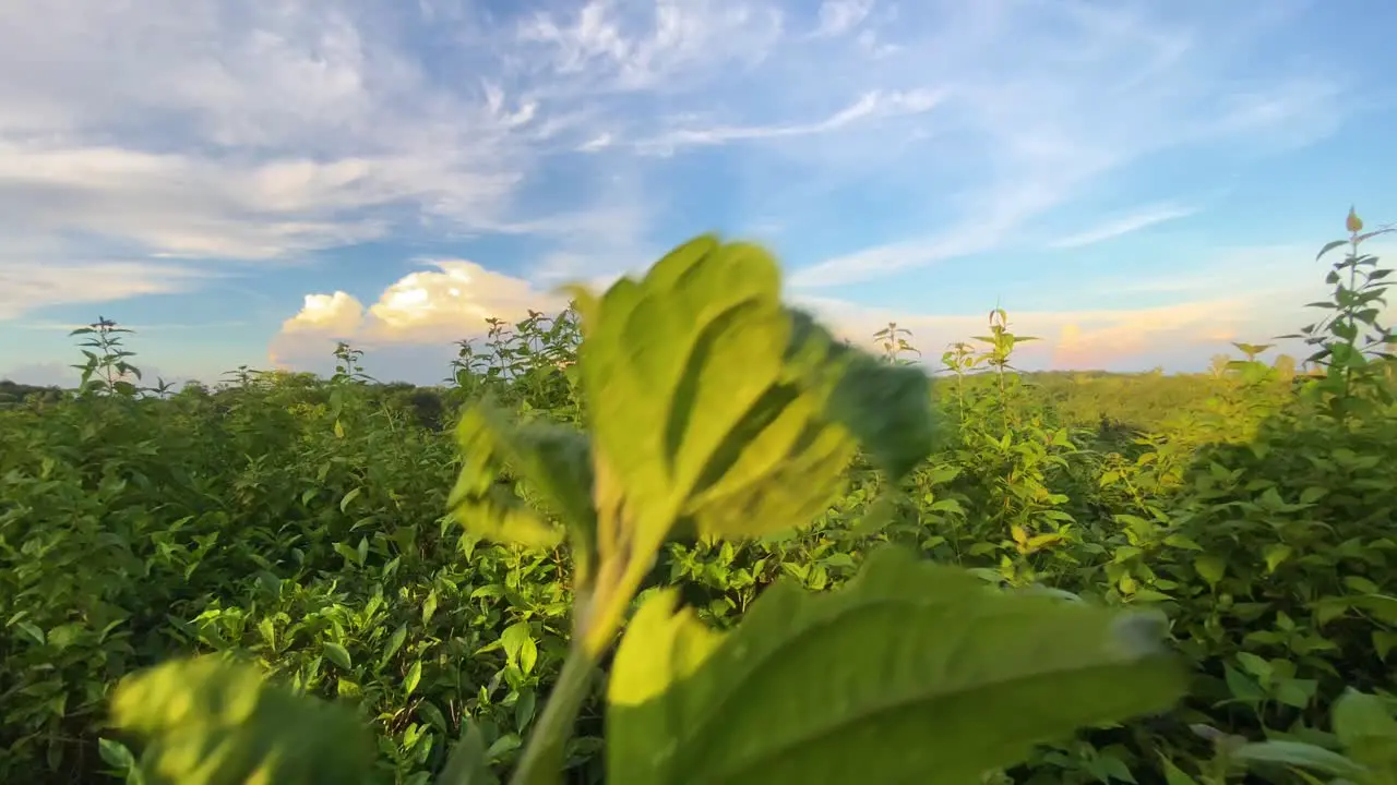 Lonely adventure traveler walks through jungle bush to explore nature in a hill top