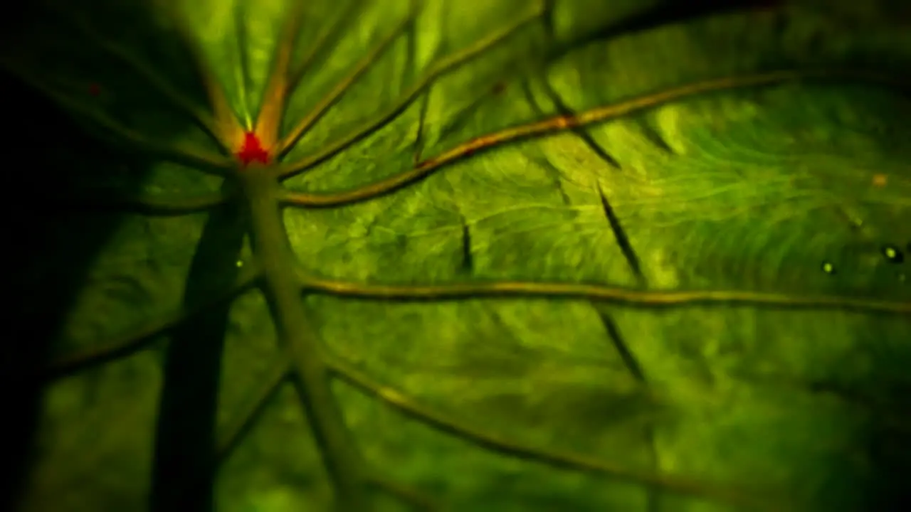 Traveling shot through a paddy with giant lily leaves in the sun