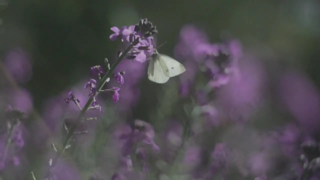 A butterfly moves between flowers