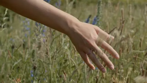 Tracking Shot Following a Womans Hand Through Tall Grass