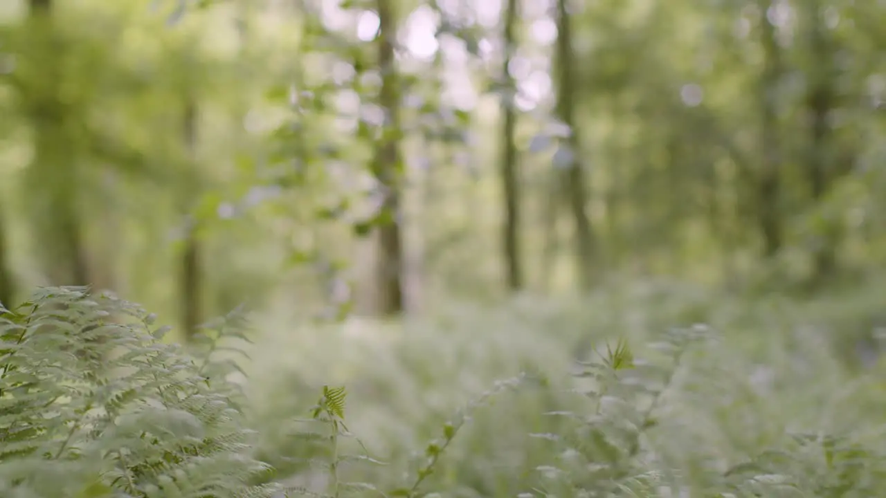 Close Up Spring Summer Woodland With Ferns Growing In UK Countryside