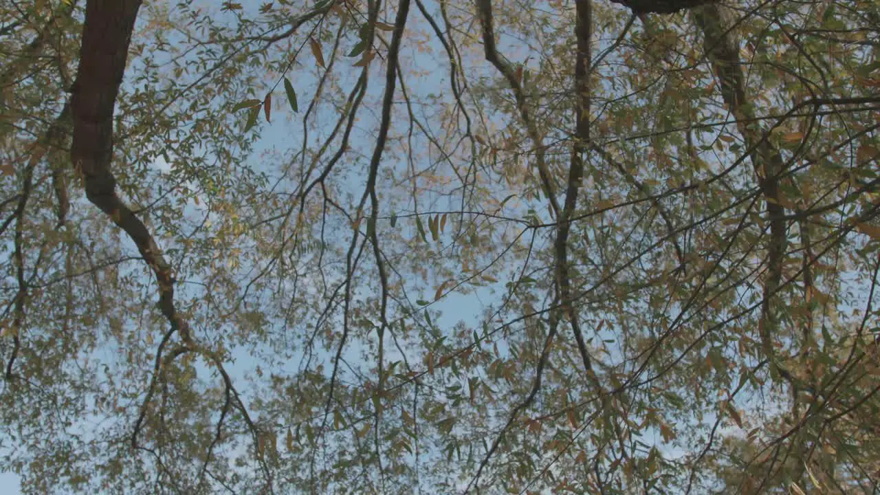 Low angle of tree branches with autumn leaves falling