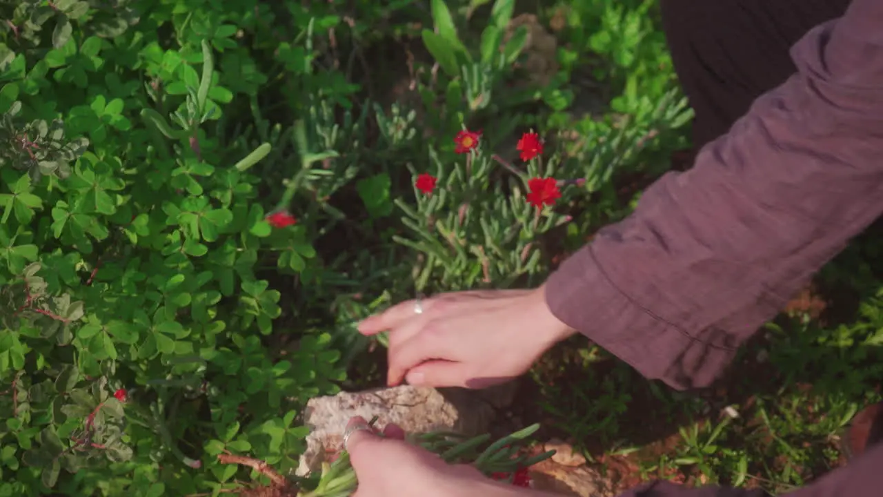 Hands picking red flowers in bushes