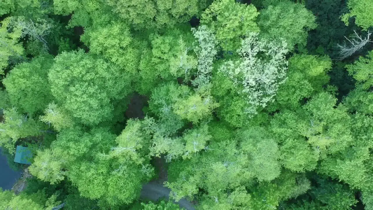 Slow rising shot of a forest