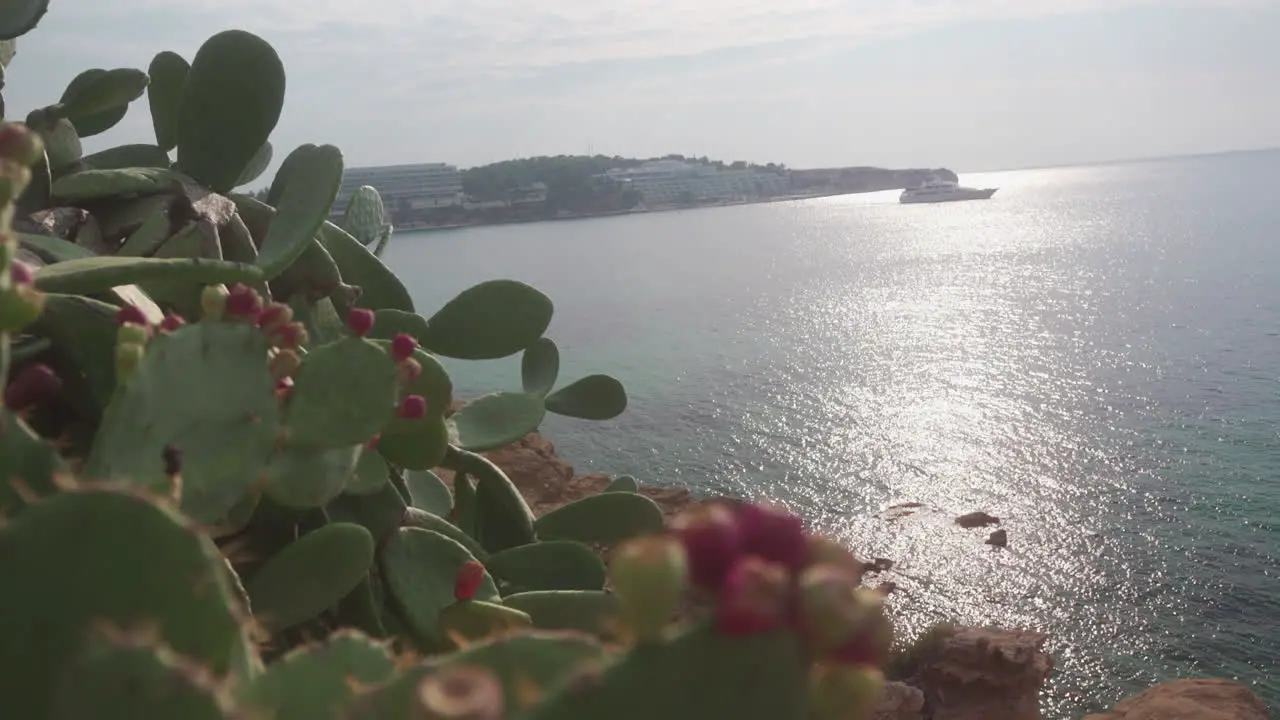 Cactus plants by the sea in the sun