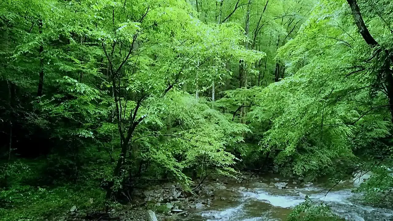 A beautiful creek in the Smoky Mountains