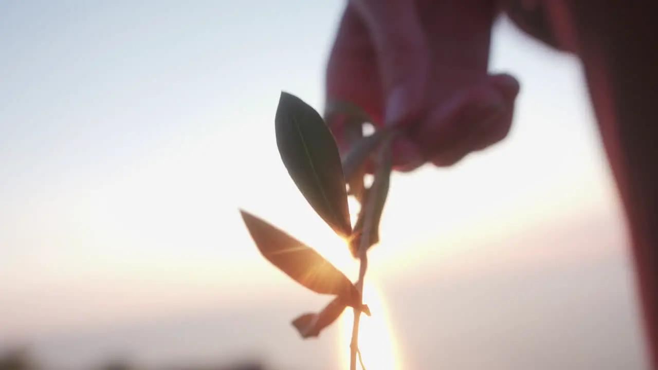 Sun shining through plant held in hands