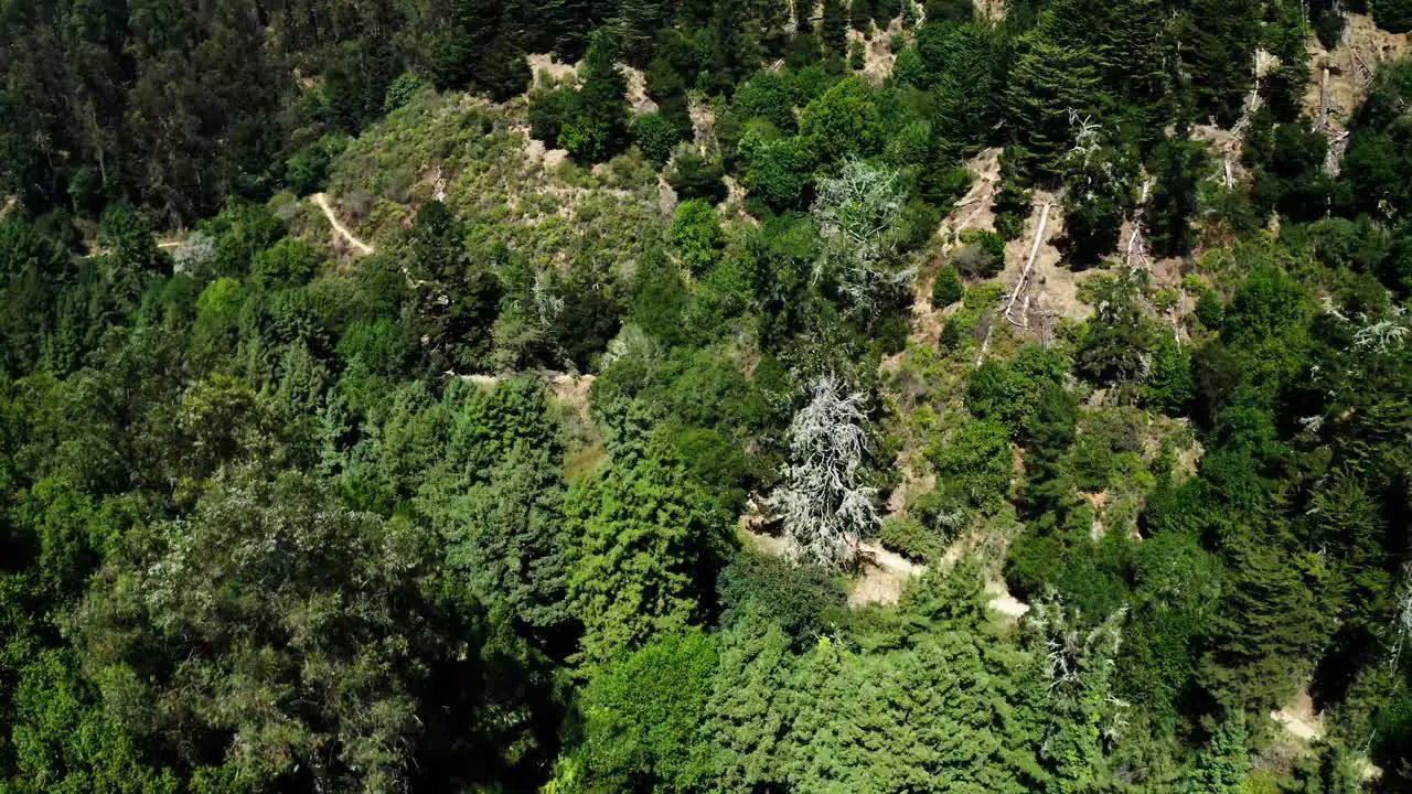 A smooth pass overhead shot of trees in a forest