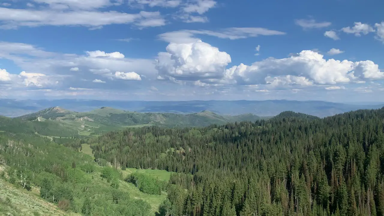 large trees in beautiful forest land