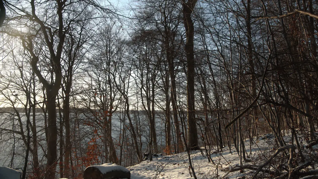 Forrest by the sea peaceful winter morning