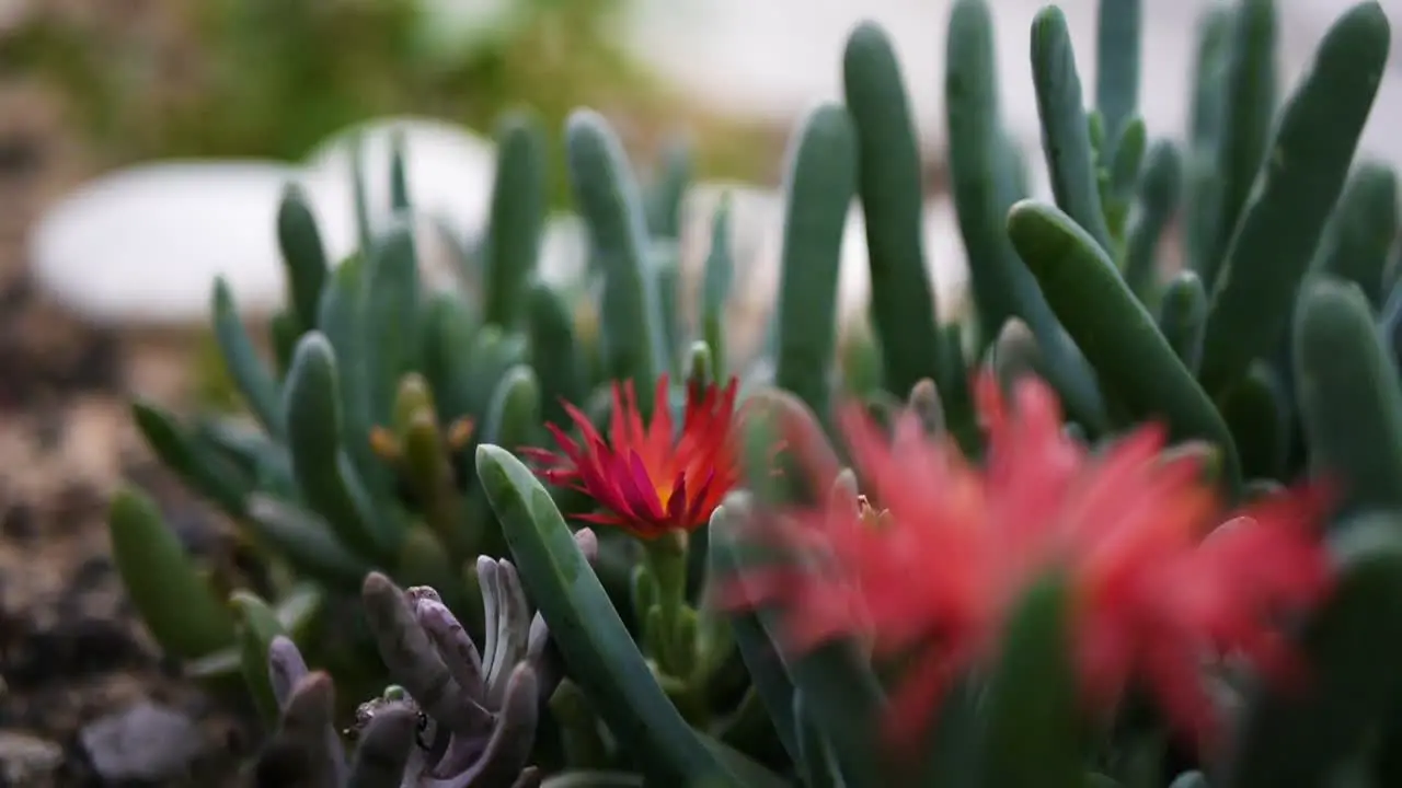 red cactus flower