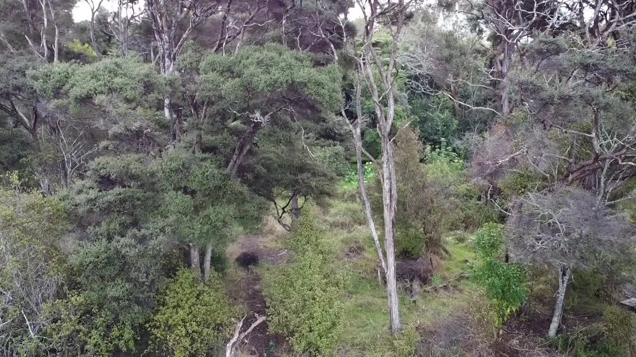 drone tilting up to show the woods