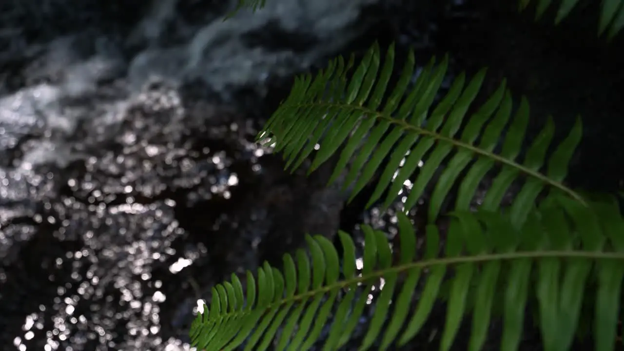 Beautiful fern next to slowly trickling river