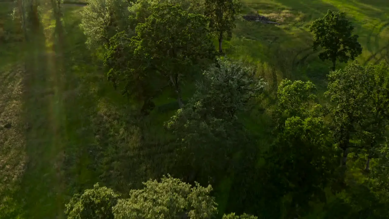 A smooth tilt down drone shot of green trees during sunset