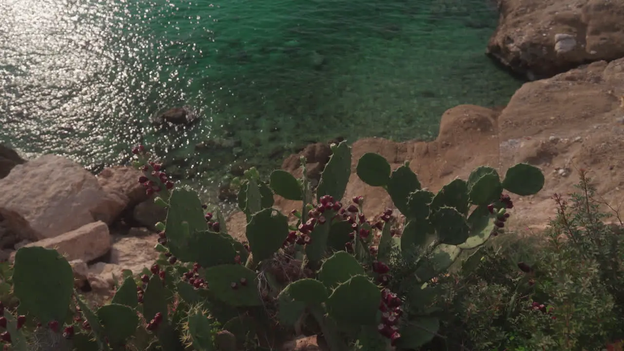 Looking over coastline with rocks and plants and sea