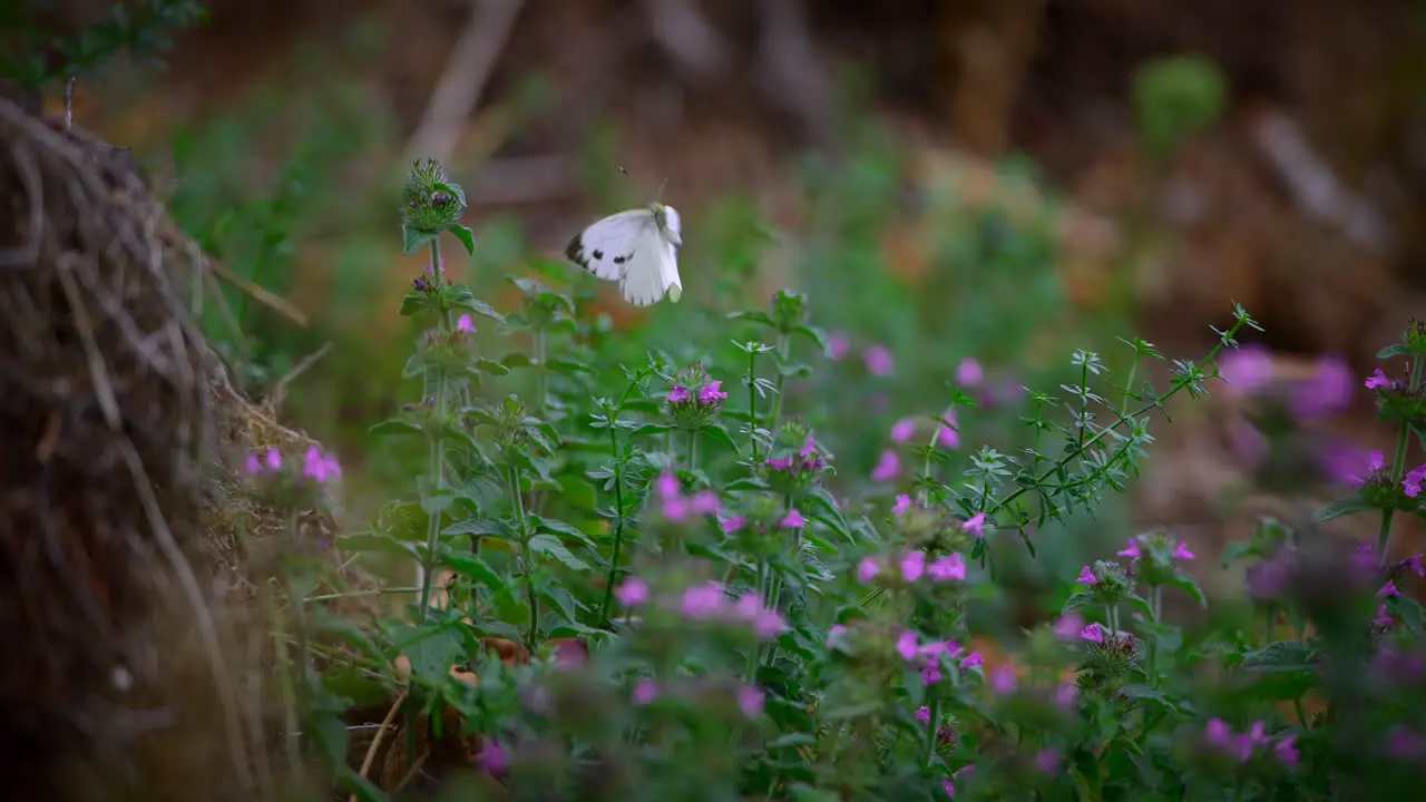 Close up of a white butterfly flying in slow motion in nature in 4k-4