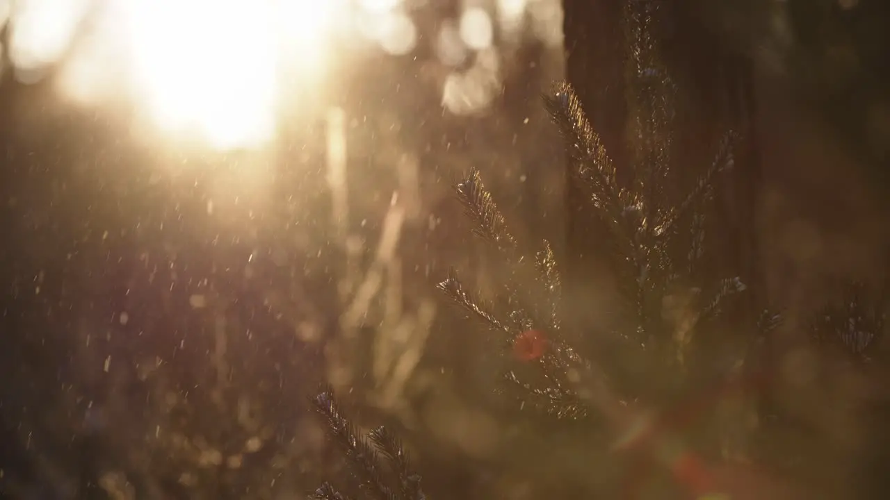 Snowing in sunshine in counter light