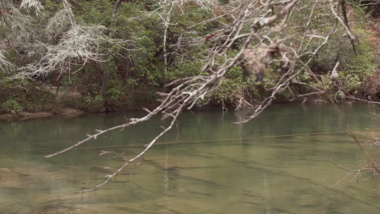 River stream flowing in the woods