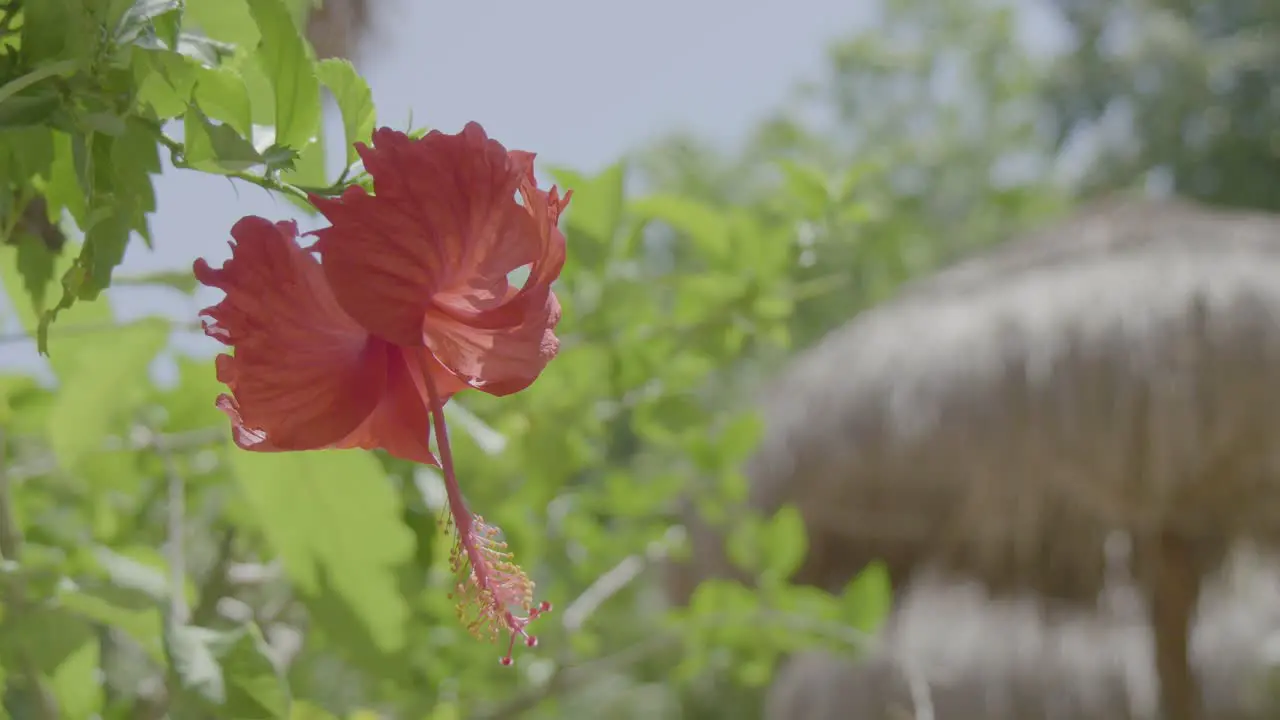 A flower from a tree waving in the wind