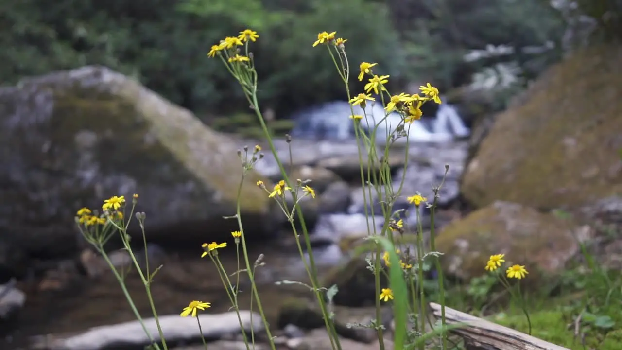 Stationary shot of flowers in front of a river