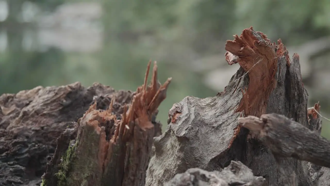 Broken parts of fallen tree along Wisshaickon Creek with background out-of-focus motion