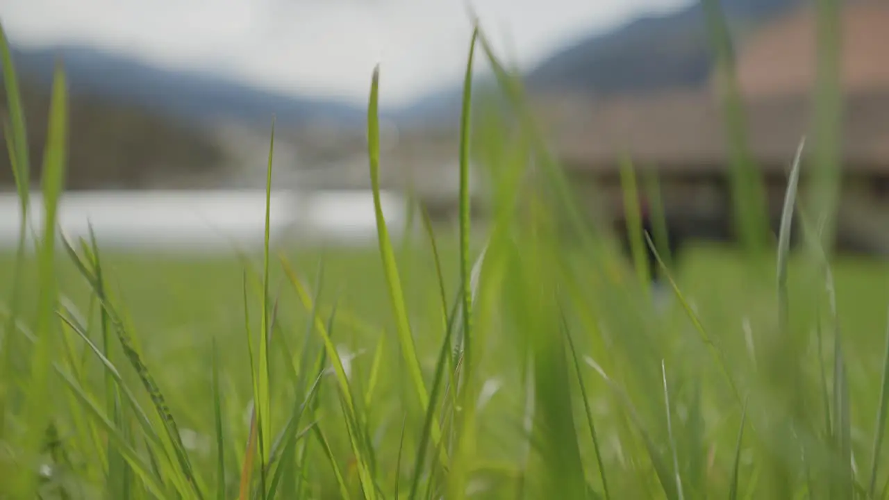 Grass with dew drops