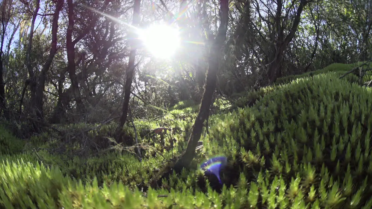 light peak in the forest moss on the ground on Rangitoto Island