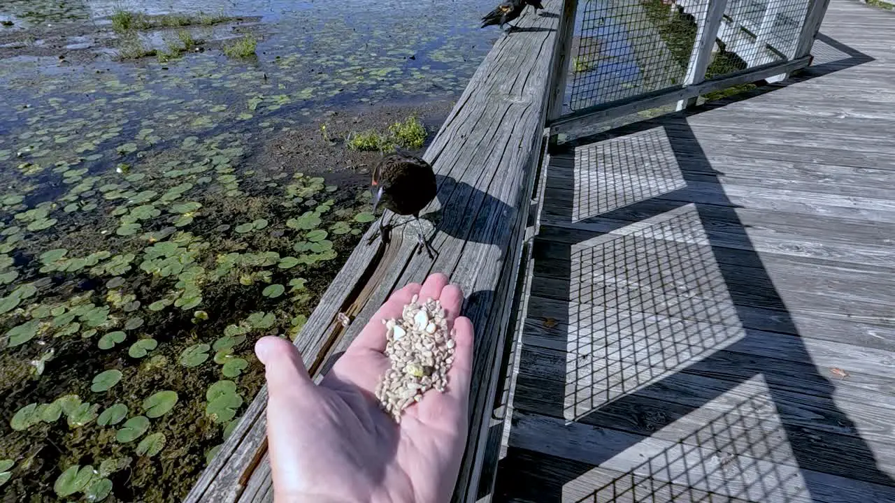 Red winged blackbird approaching a person's hand and eating seeds before moving away