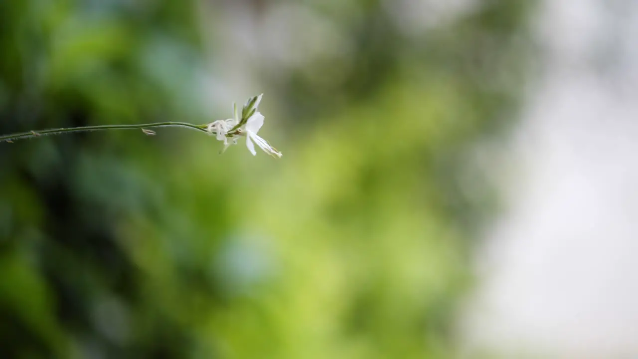 small white flower blowing in the wind with copy space