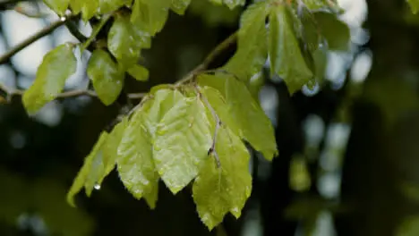 Tilting Shot of Rain Falling On Leaves