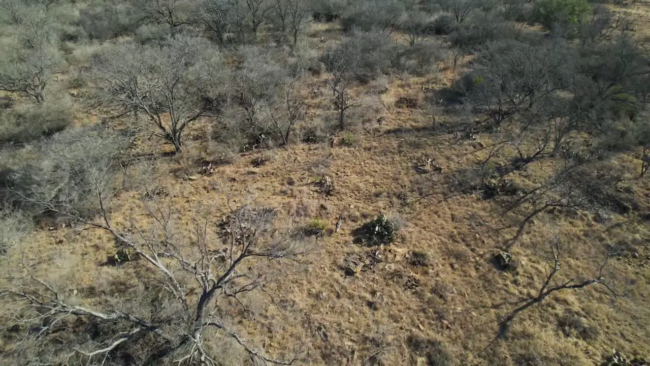 Aerial video following a turkey walking through trees