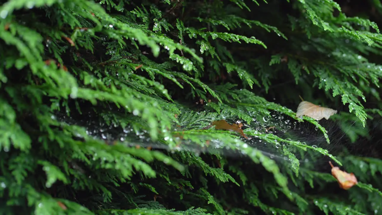 Spiders web on green fir fern tree with leaves and water trapped while wind blows