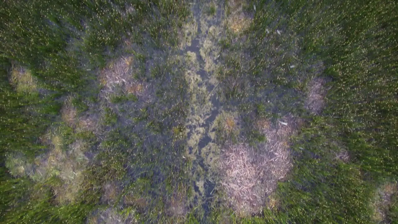 reeds in a lake from above