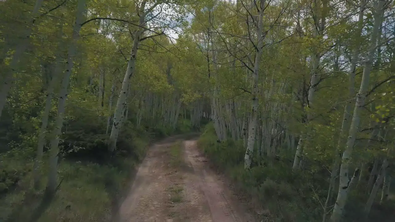 mountain road in the summer