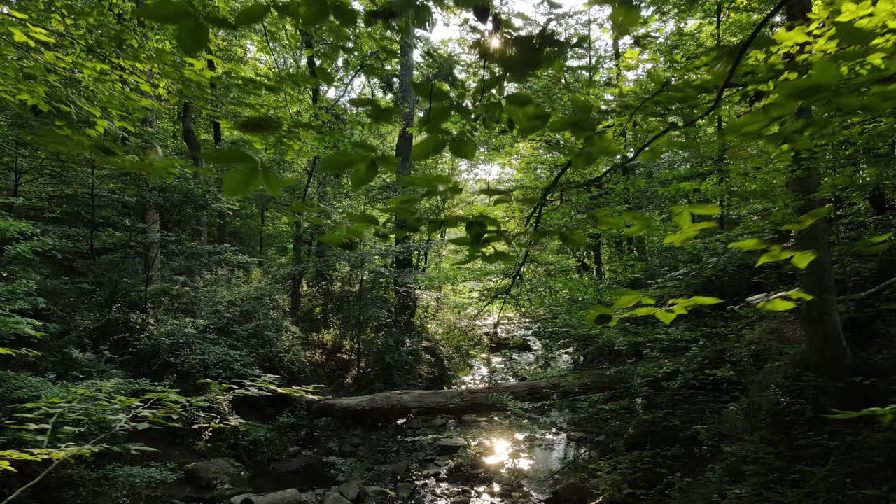 Fallen tree trunk over stream